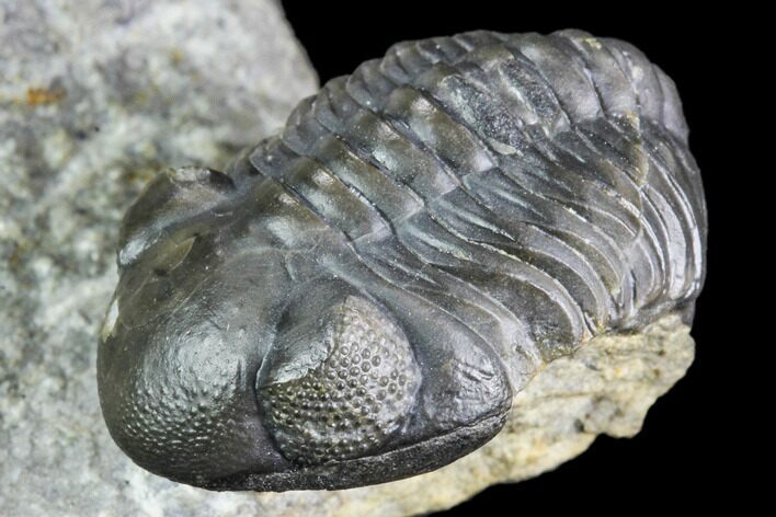 Huge Eyed, Austerops Trilobite - Morocco #105359